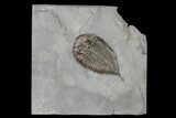 Dalmanites Trilobite Fossil - New York #147307-1